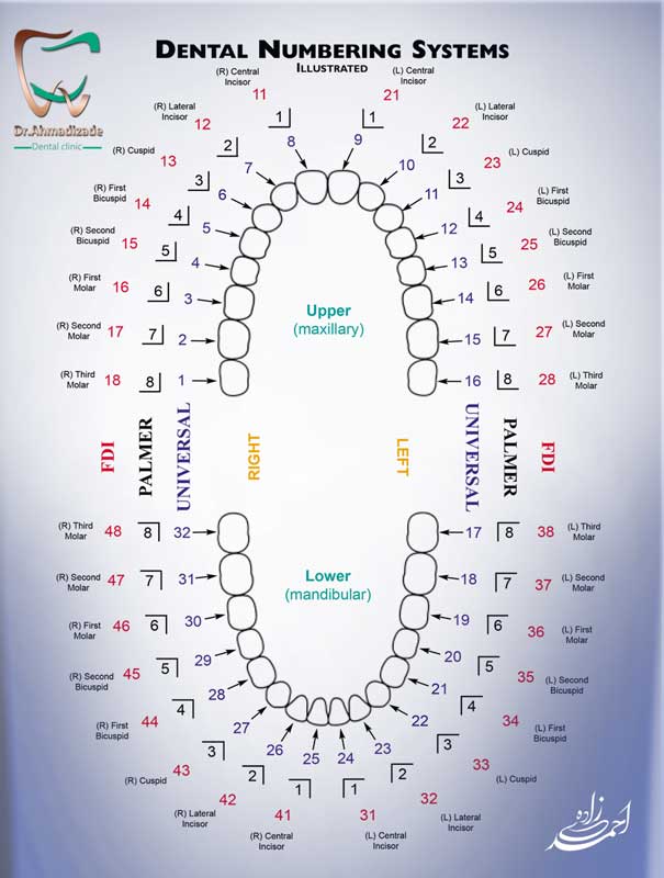 شماره دندان ها سیستم جهانی